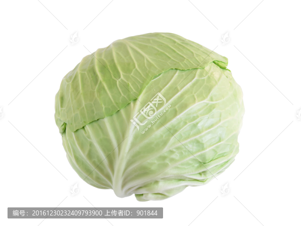 卷心菜