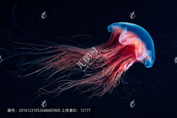水母