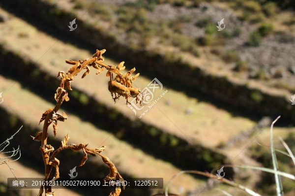 皮薩克印加遺址