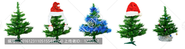 杉木人工林