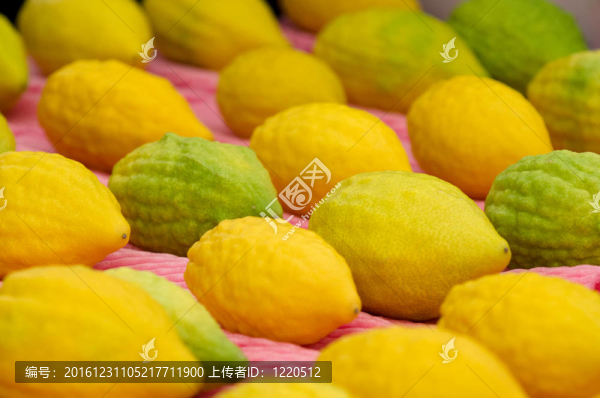 jewsih節(jié)日住棚節(jié)