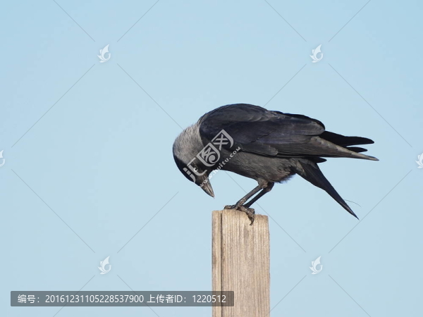 穴鳥；Corvus,monedula