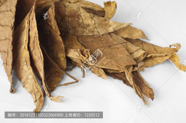 干煙葉