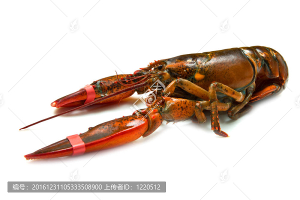 活龍蝦