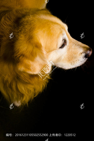 金毛獵犬