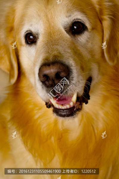 金毛獵犬