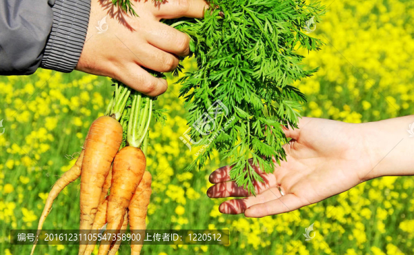 手里拿著新鮮成熟的胡蘿卜