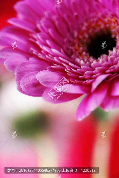 非洲菊