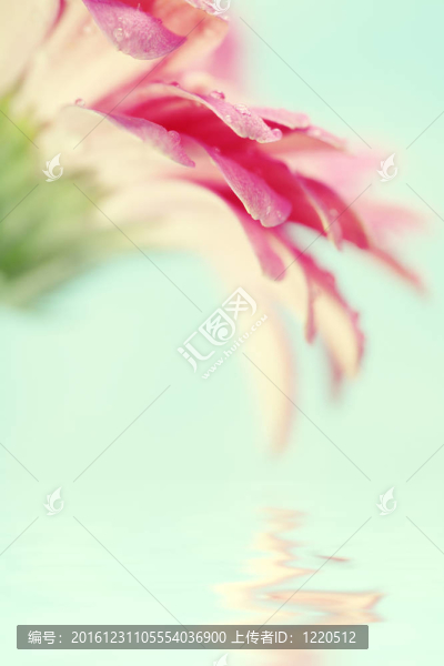 太陽花
