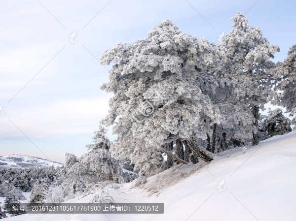 冬天的景色與雪樹。