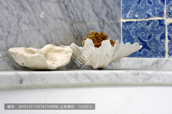 貝殼碟和海綿