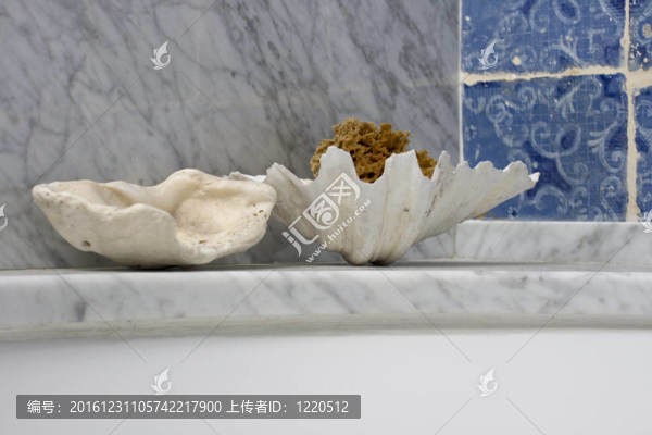 貝殼碟和海綿