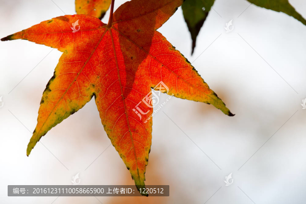 紅楓葉；金秋