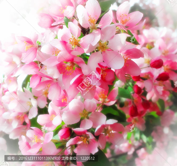 開(kāi)花樹(shù)的分枝