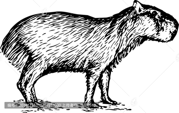 嚙齒類動物