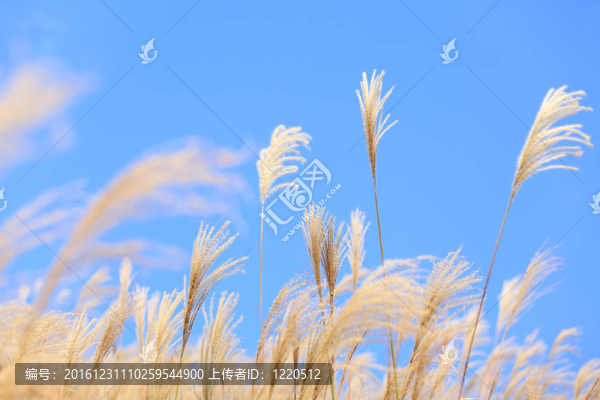 秋季草