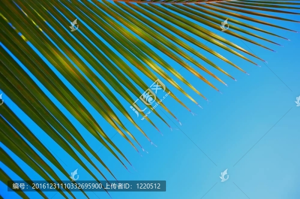 棕櫚樹的葉子