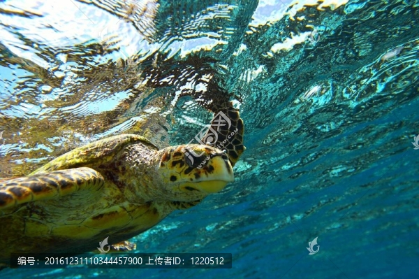 海龜