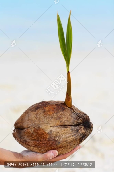 女人的手是抱著棕櫚樹(shù)