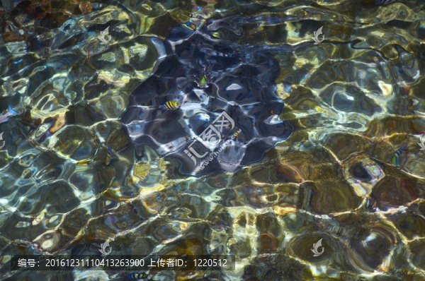 水波紋與魚