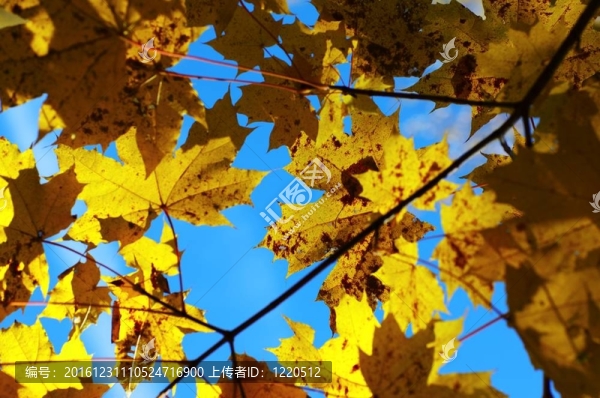 秋天的樹林