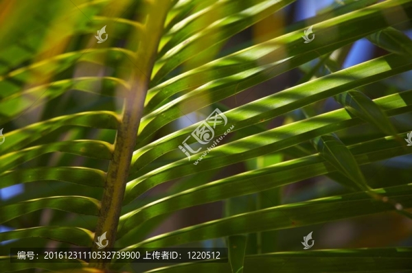 在熱帶森林