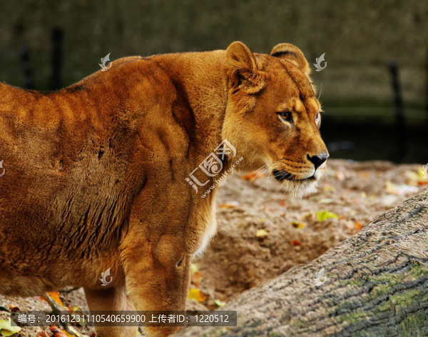 動(dòng)物園里的一個(gè)美麗的母獅