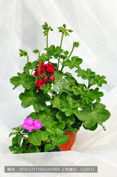八仙花