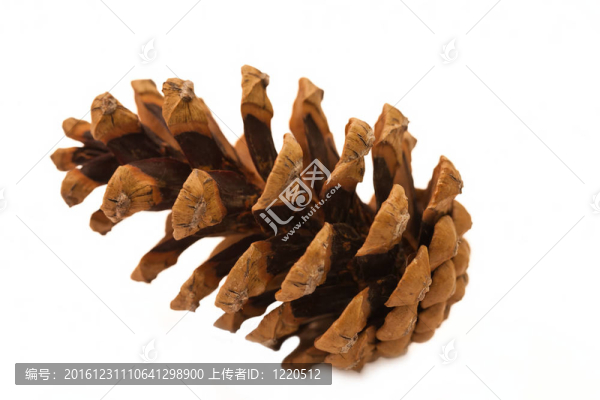 一個(gè)大的松果白色隔離
