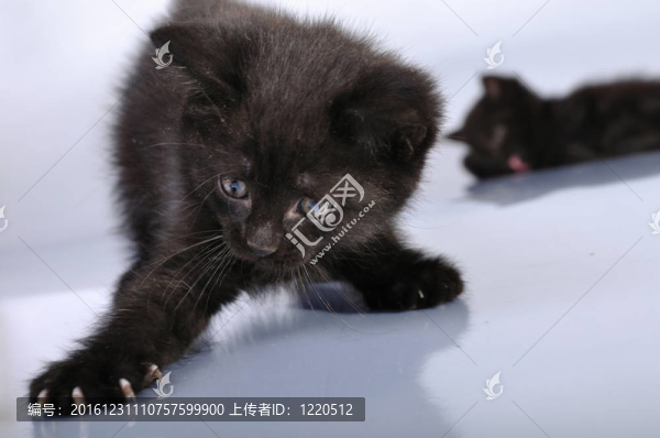 黑色小貓玩