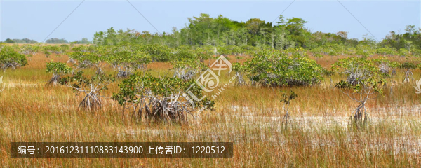 在沼澤地的紅樹林