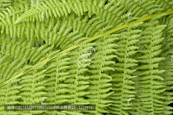 蕨類植物的葉子