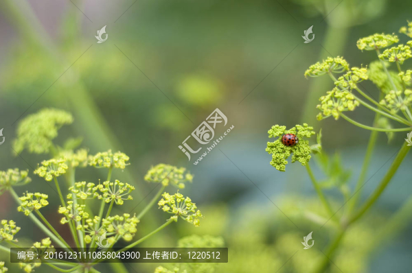 瓢蟲