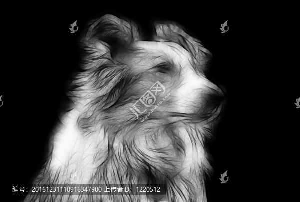 鉛筆畫藝術(shù)印象邊境牧羊犬