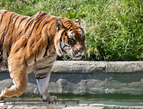 走虎（Panthera,Tigris）