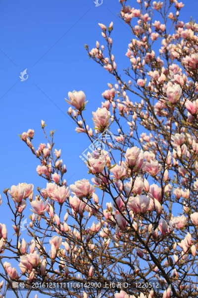 木蘭花