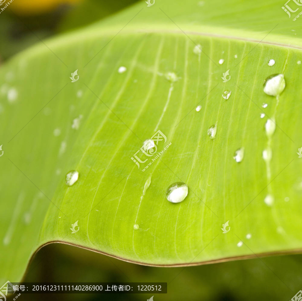 香蕉葉水滴