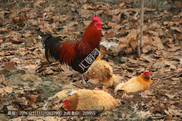 農(nóng)家散養(yǎng)土雞