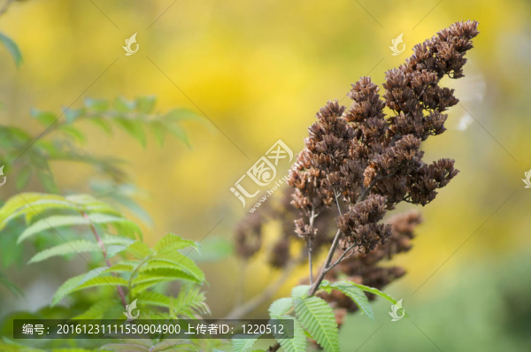 一個春天的細(xì)節(jié)