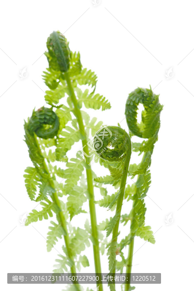 春季野生蕨類植物的近緣；白色分離