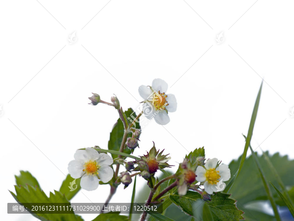 野草莓