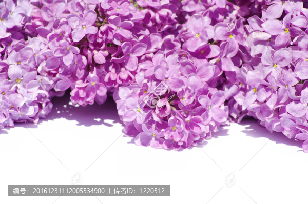 丁香花