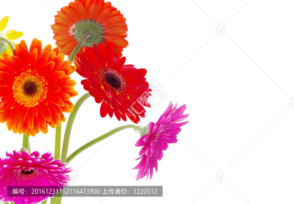 非洲菊