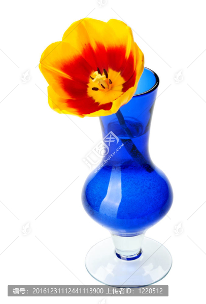 藍色玻璃花瓶中的郁金香花。