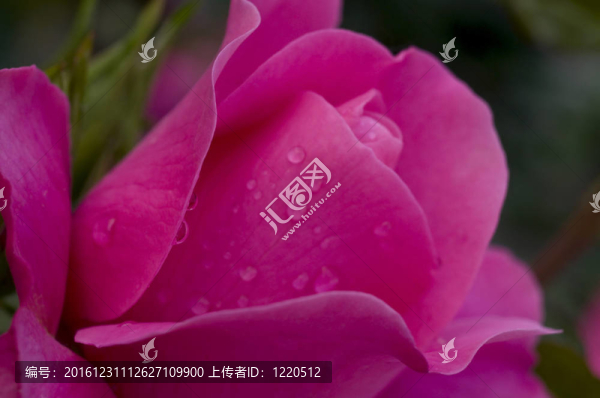 粉紅色的早晨水滴玫瑰