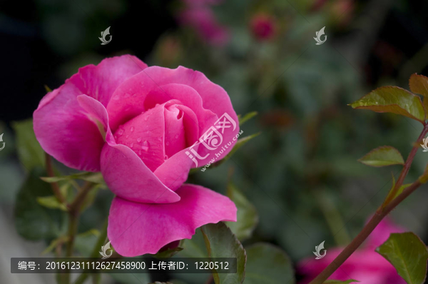 粉紅色的早晨水滴玫瑰