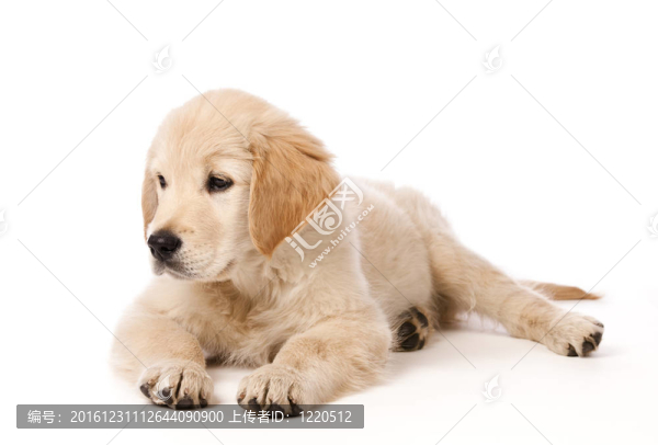 黃金獵犬小狗