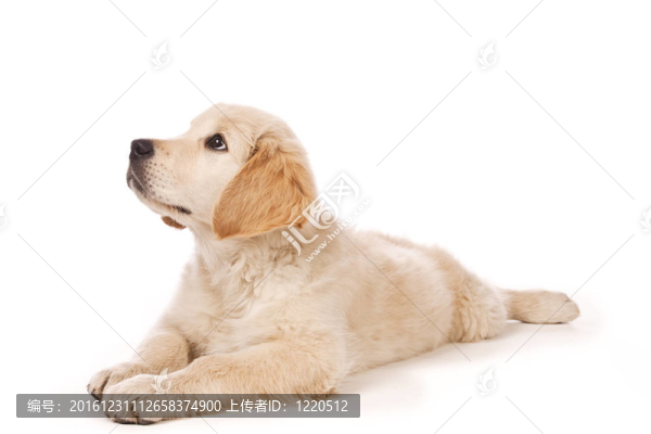 黃金獵犬小狗