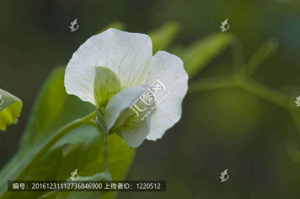 青豆植物