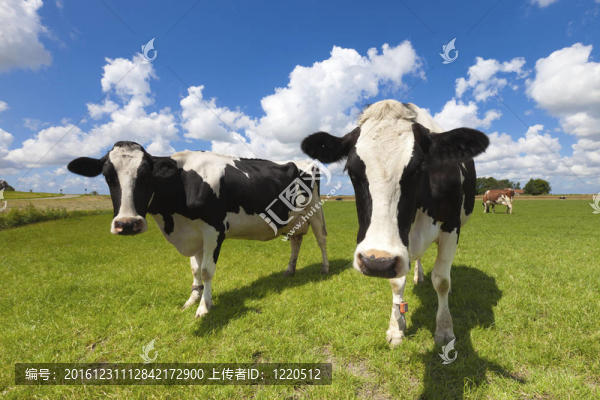 夏季奶牛場